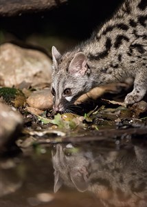 Genet - Pepo Navarro 